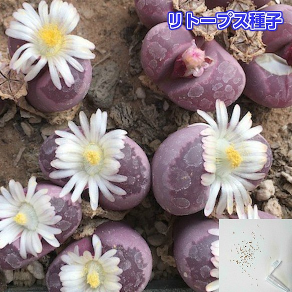 多肉植物 種子 メセン リトープス オプティカ ルブラ C81a １０seed その他素材 Coco 通販 Creema クリーマ ハンドメイド 手作り クラフト作品の販売サイト