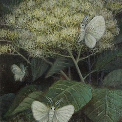 ミズキと白い蛾 / Mizuki and white moths 1枚目の画像