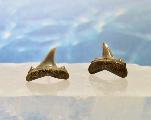サメの歯化石 2.5kg 専用20221026 | www.carmenundmelanie.at