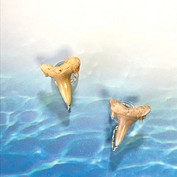 化石標本◇サメの歯【Ⅲ】earring／316L 1枚目の画像