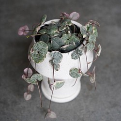 ハートカズラ 鉢付き セット 観葉植物 グリーン インテリア 新生活 1枚目の画像