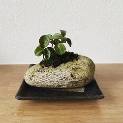 苔玉軽石鉢（小） 万両 花器付き WABITO 1枚目の画像