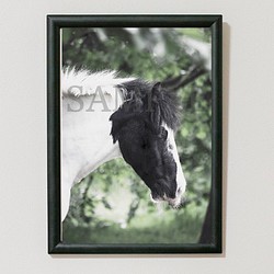 白黒の馬のポートレート•アート写真ポスター(2L/A4/A3) 1枚目の画像