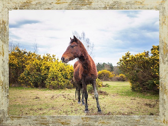 イギリスの野生馬シリーズ1(動物写真2L/A4/A3) 1枚目の画像