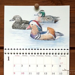 野鳥のカレンダー 2022 (壁かけ版) 1枚目の画像