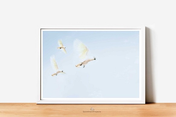 ３羽のキバタンが飛んでいるポスター ミニマリストモダン 部屋 インテリア シンプル おしゃれ A3サイズ 鳥オウム野鳥 1枚目の画像