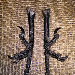 ブラックレイヴン脚 。カラスの脚。 リアルレーブン 1枚目の画像