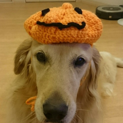 ハロウィン かぼちゃの帽子 ペット服・アクセサリー りこママ 通販 