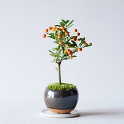 トキワサンザシのミニ盆栽｜銅黒のうつわ 1枚目の画像