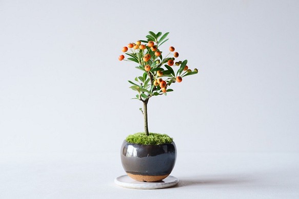 トキワサンザシのミニ盆栽｜銅黒のうつわ 1枚目の画像