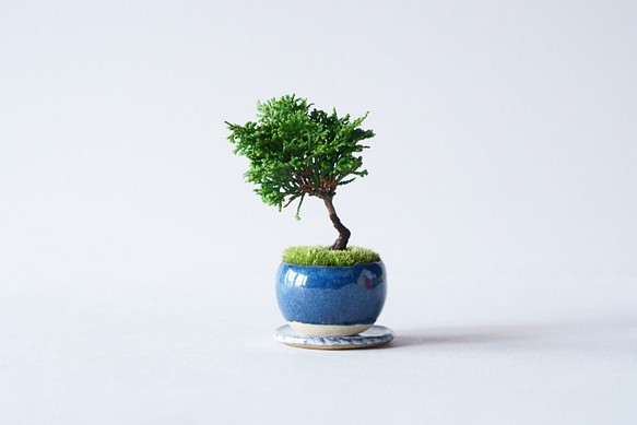 津山ヒノキのミニ盆栽｜藍色のうつわ 1枚目の画像