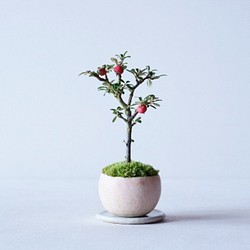 シロシタンのミニ盆栽｜桃色のうつわ 1枚目の画像