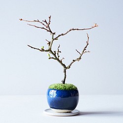 長寿梅【白花】のミニ盆栽｜藍のうつわ 1枚目の画像