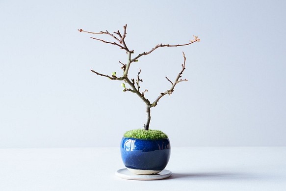 長寿梅【白花】のミニ盆栽｜藍のうつわ 1枚目の画像