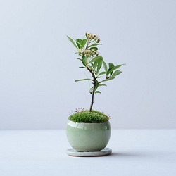 トキワサンザシのミニ盆栽｜若草色のうつわ 1枚目の画像