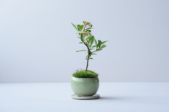 トキワサンザシのミニ盆栽｜若草色のうつわ 1枚目の画像