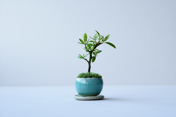 トキワサンザシのミニ盆栽｜氷青のうつわ 1枚目の画像