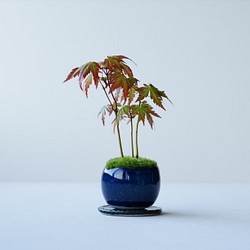 ヤマモミジのミニ盆栽｜藍色のうつわ 1枚目の画像