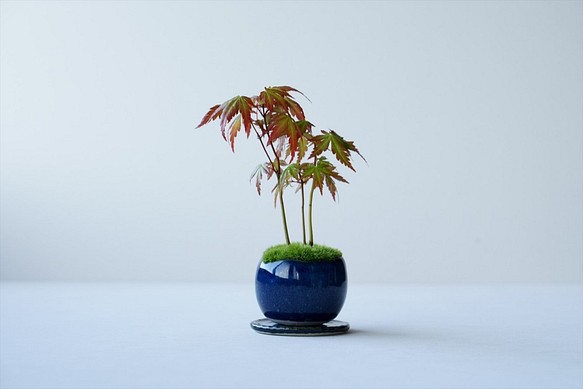 ヤマモミジのミニ盆栽｜藍色のうつわ 1枚目の画像