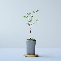 エゴノキのミニ盆栽｜張山鉢 1枚目の画像
