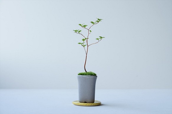 エゴノキのミニ盆栽｜張山鉢 1枚目の画像
