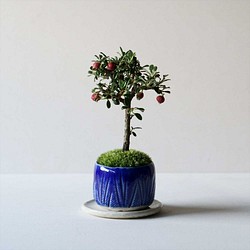 シロシタンのミニ盆栽｜瑠璃色のうつわ 1枚目の画像