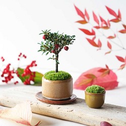 【数量限定8点 秋の福袋】シロシタンのミニ盆栽と受け皿セット＋おまけ 1枚目の画像