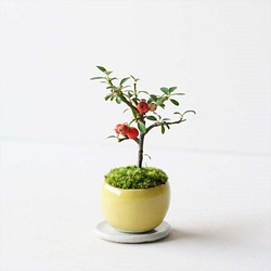 カマツカコケモモのミニ盆栽｜檸檬色のうつわ 1枚目の画像