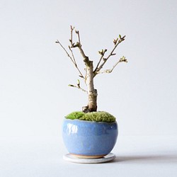 富士桜（白花）のミニ盆栽｜淡藤のうつわ 1枚目の画像
