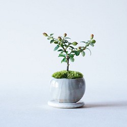 カマツカコケモモのミニ盆栽｜マーブルのうつわ 1枚目の画像