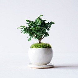 津山ヒノキのミニ盆栽｜白いうつわ 1枚目の画像