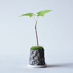 イタヤカエデのミニ盆栽｜月山鉢 1枚目の画像