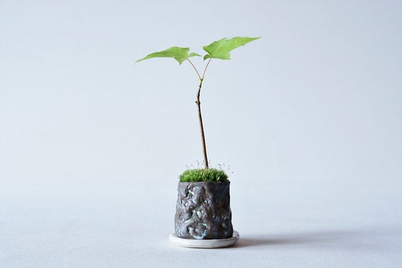 イタヤカエデのミニ盆栽｜月山鉢 1枚目の画像