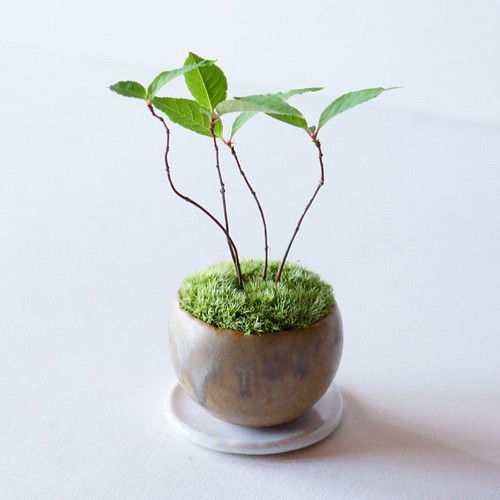 一流の品質 キブシ。小品盆栽。 植物/観葉植物 - woonivers.com