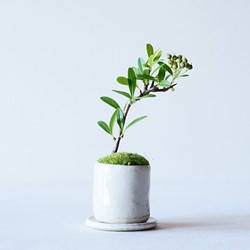 トキワサンザシのミニ盆栽｜萩白のうつわ 1枚目の画像