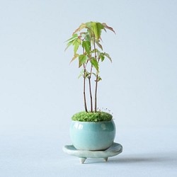 【Creema限定】トウカエデのミニ盆栽｜氷青のうつわ：三足皿セット 1枚目の画像