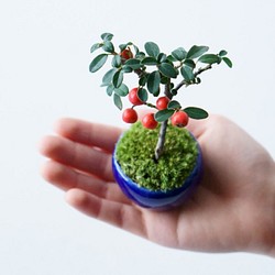 カマツカコケモモのミニ盆栽｜瑠璃色のうつわ 1枚目の画像