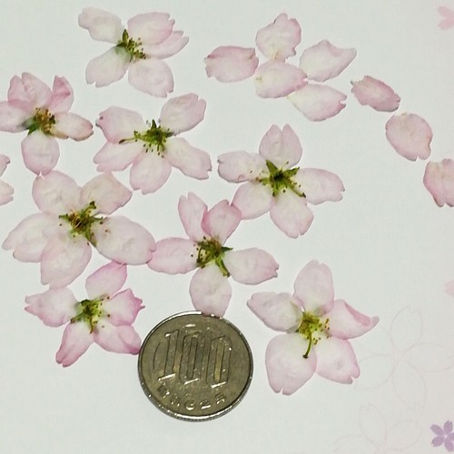 押し花 桜 ウコン桜 追加分 押し花素材 お値下げ ＠850→799 quetz4.com