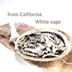 【浄化】10ｇ　カルフォルニア産　ホワイトセージ　ルーズリーフ　無農薬 1枚目の画像