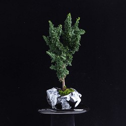 石化檜・セッカヒノキの盆栽　手造りの鉢に 1枚目の画像