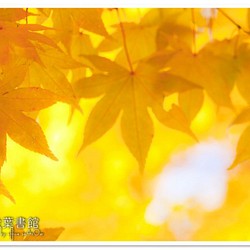 [A4照片] 秋天的花歌 第1張的照片