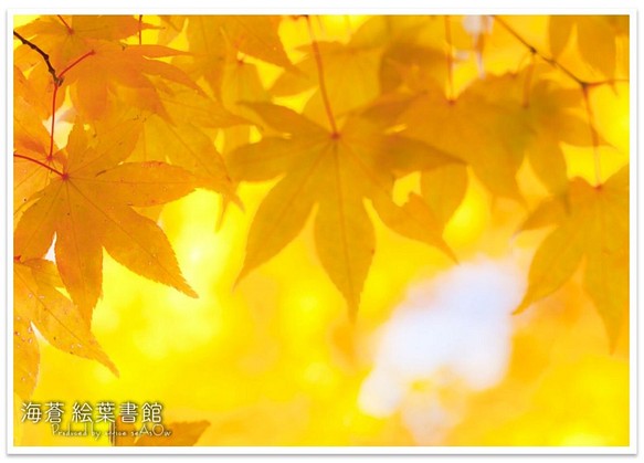 [A4照片] 秋天的花歌 第1張的照片