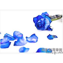 [A4照片]藍玫瑰之夢 第1張的照片