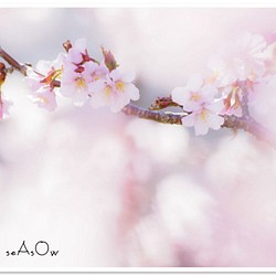 [A4照片]櫻花蓬鬆 第1張的照片