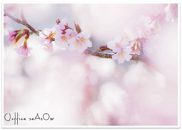 [A4照片]櫻花蓬鬆 第1張的照片