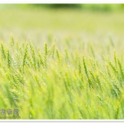[A4照片]小麥綠 第1張的照片