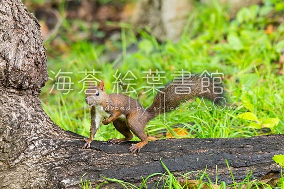 代引不可 Miniキャンバスフォト エゾリス