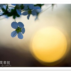 [A4 照片] 夜幕降臨的山櫻蝦夷 第1張的照片