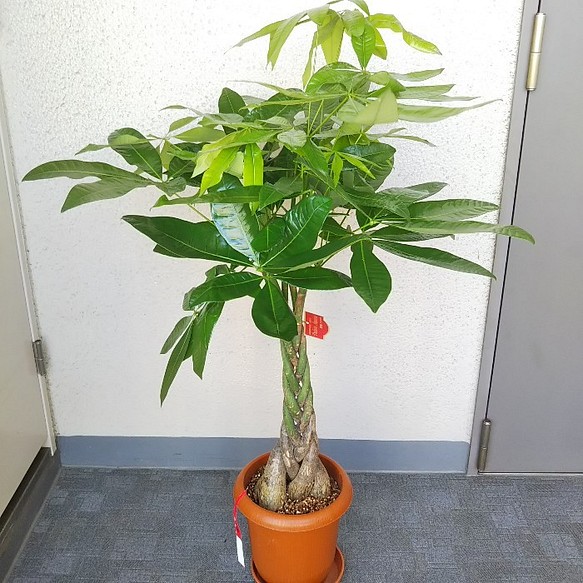 パキラねじり 縁起の良い観葉植物 高さ95 樹形綺麗 ボリューム 7号鉢 受皿付 御祝 ギフト フラワー リース Phylicaフィリカ 通販 Creema クリーマ ハンドメイド 手作り クラフト作品の販売サイト