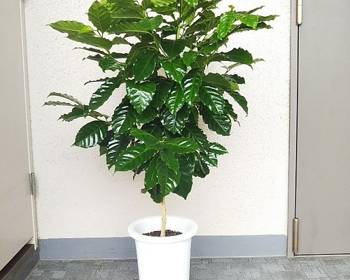 現品】コーヒーの木 珍しい人気観葉植物 大株 高さ◎100 樹形綺麗